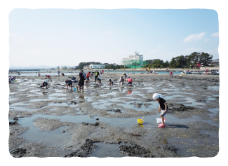アマモの植栽をする人々